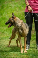 KENYA, Hund, Mischlingshund in Berlin - Bild 17