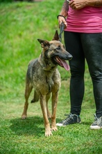 KENYA, Hund, Mischlingshund in Berlin - Bild 18