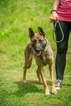 KENYA, Hund, Mischlingshund in Berlin - Bild 19