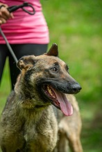 KENYA, Hund, Mischlingshund in Berlin - Bild 20