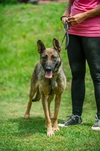 KENYA, Hund, Mischlingshund in Berlin - Bild 21