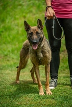 KENYA, Hund, Mischlingshund in Berlin - Bild 22