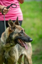 KENYA, Hund, Mischlingshund in Berlin - Bild 23