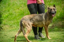 KENYA, Hund, Mischlingshund in Berlin - Bild 24