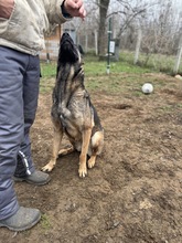 KENYA, Hund, Mischlingshund in Berlin - Bild 7