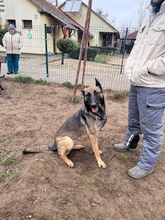 KENYA, Hund, Mischlingshund in Berlin - Bild 8