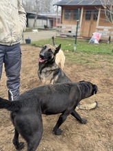 KENYA, Hund, Mischlingshund in Berlin - Bild 9