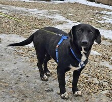 NIKE, Hund, Mischlingshund in Rumänien - Bild 2