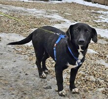 NIKE, Hund, Mischlingshund in Burgdorf - Bild 2
