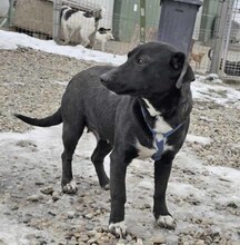 NIKE, Hund, Mischlingshund in Burgdorf - Bild 3