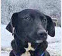 NIKE, Hund, Mischlingshund in Burgdorf - Bild 4
