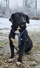 NIKE, Hund, Mischlingshund in Burgdorf - Bild 5