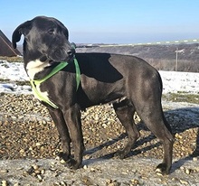 CORINNA, Hund, Mischlingshund in Rumänien