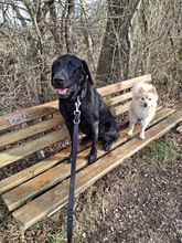 TYSON, Hund, Labrador Retriever in Dießen - Bild 1