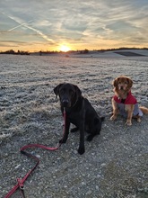 TYSON, Hund, Labrador Retriever in Dießen - Bild 2