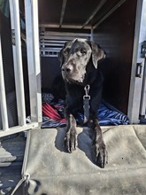 TYSON, Hund, Labrador Retriever in Dießen - Bild 3