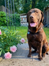 ANTON, Hund, Labrador-Weimaraner-Mix in Eisenach - Bild 1