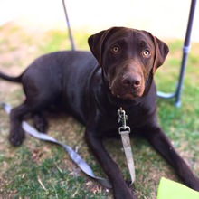 ANTON, Hund, Labrador-Weimaraner-Mix in Eisenach - Bild 2