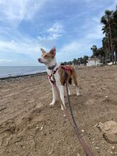 BANZAI, Hund, Mischlingshund in Spanien - Bild 14