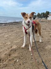 BANZAI, Hund, Mischlingshund in Spanien - Bild 15