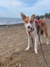 BANZAI, Hund, Mischlingshund in Spanien - Bild 16