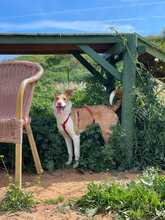 BANZAI, Hund, Mischlingshund in Spanien - Bild 17