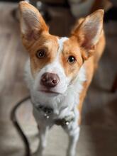 BANZAI, Hund, Mischlingshund in Hemhofen