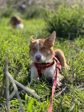 TIMON, Hund, Mischlingshund in Spanien - Bild 3