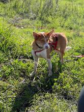 TIMON, Hund, Mischlingshund in Spanien - Bild 7