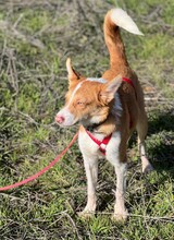 TIMON, Hund, Mischlingshund in Spanien - Bild 9