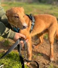 SCAR, Hund, Mischlingshund in Spanien - Bild 2