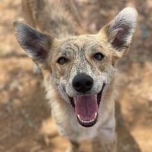 KOVU, Hund, Mischlingshund in Spanien - Bild 1