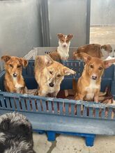 KOVU, Hund, Mischlingshund in Spanien - Bild 10