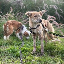 KOVU, Hund, Mischlingshund in Spanien - Bild 11