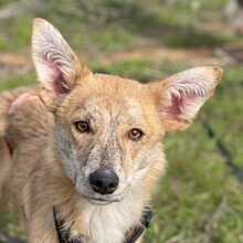 KOVU, Hund, Mischlingshund in Spanien - Bild 12