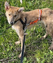 KOVU, Hund, Mischlingshund in Spanien - Bild 2