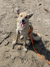 KOVU, Hund, Mischlingshund in Spanien - Bild 3