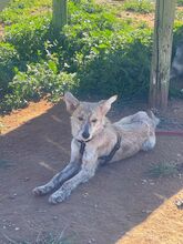KOVU, Hund, Mischlingshund in Spanien - Bild 4