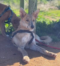 KOVU, Hund, Mischlingshund in Spanien - Bild 5