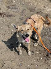 KOVU, Hund, Mischlingshund in Spanien - Bild 6