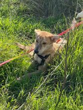 KOVU, Hund, Mischlingshund in Spanien - Bild 7