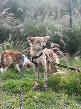 KOVU, Hund, Mischlingshund in Spanien - Bild 8