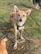KOVU, Hund, Mischlingshund in Spanien - Bild 9
