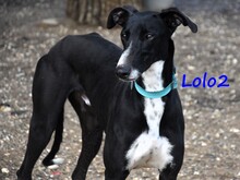 LOLO2, Hund, Galgo Español in Spanien - Bild 14