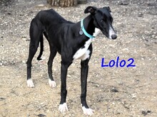 LOLO2, Hund, Galgo Español in Spanien - Bild 15