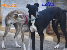 LOLO2, Hund, Galgo Español in Spanien - Bild 16