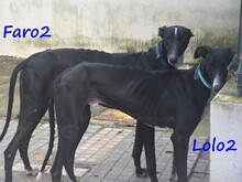 LOLO2, Hund, Galgo Español in Spanien - Bild 17