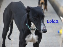 LOLO2, Hund, Galgo Español in Spanien - Bild 18