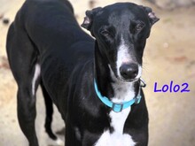 LOLO2, Hund, Galgo Español in Spanien - Bild 19