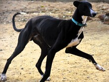 LOLO2, Hund, Galgo Español in Spanien - Bild 2